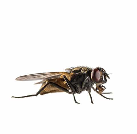 Ahuyentar moscas. Debemos conocer los sentidos como el olfato de las moscas, la vista y el tacto para poder aplicar un plan de eliminación de las moscas.