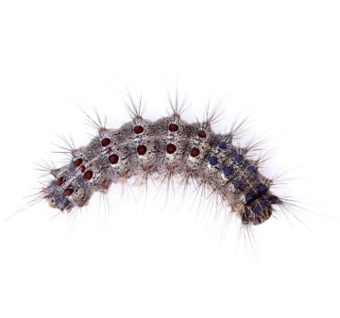 Métodos para ahuyentar y eliminar procesionaria del pino mediante el uso de productos o servicios profesionales